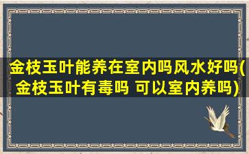 金枝玉叶能养在室内吗风水好吗(金枝玉叶有毒吗 可以室内养吗)